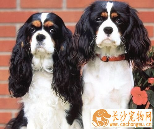 查理士王小猎犬的特点 孩子和老人的好伴侣