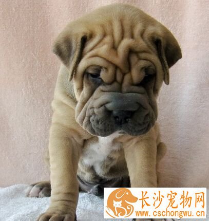 沙皮狗的特点 喜寒能适应寒冷的气候