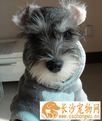 雪纳瑞好还是泰迪好 都有各自的特点