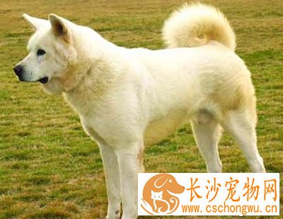 秋田犬和柴犬哪个好 两种犬种各有特点