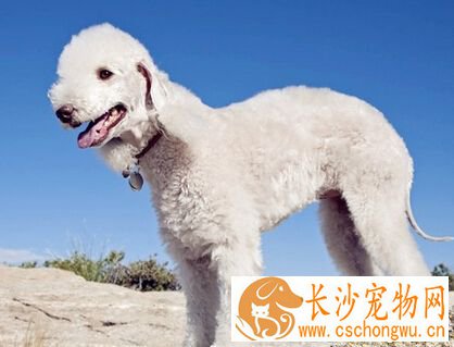 贝灵顿梗的特点 它有一颗狮子般的心