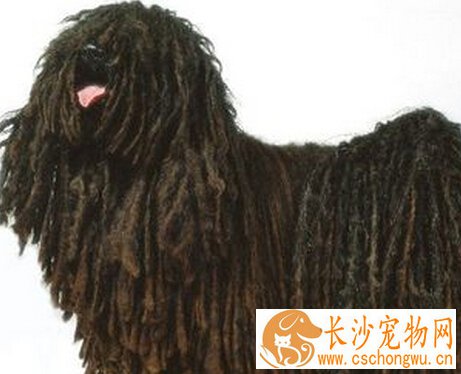 波利犬怎么选  体型非常匀称的中型犬