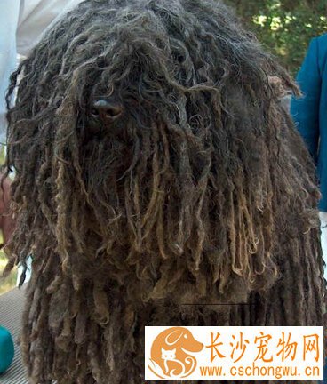  波利犬的特点 特别忠实于主人