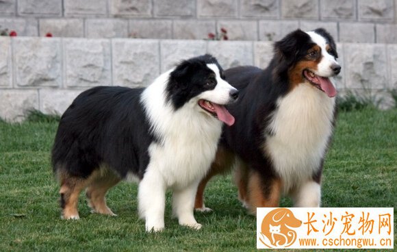 澳洲牧羊犬的特点 本性很好不爱吵闹