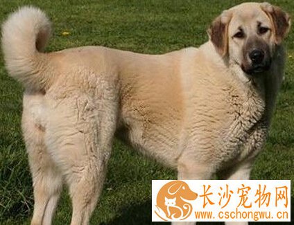 安娜图牧羊犬的特点 具有非常强的耐力