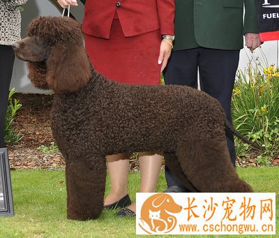 爱尔兰水猎犬的特点 不是纯肝色属于缺陷