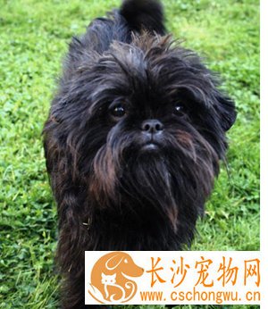 猴面犬的特点  喜欢安静但具有攻击性