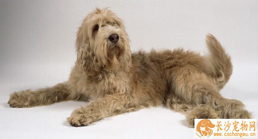奥达猎犬的特点 人类的伴侣