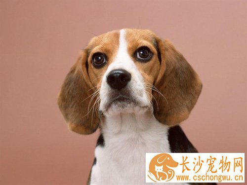 比格犬特点 大部分是帅哥和靓妹
