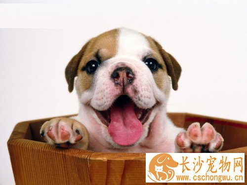 比格犬的特点 世界著名的小猎兔犬