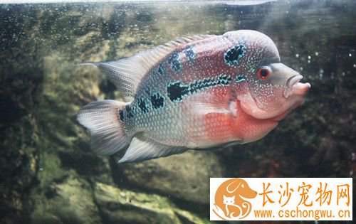 什么观赏鱼最大 罗汉鱼是最大观赏鱼