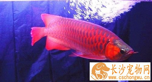 什么观赏鱼最好养 五种适合新手饲养的鱼
