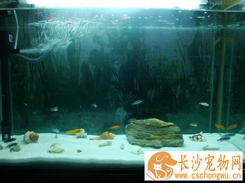 客厅养鱼在什么位置好 客厅养鱼是可以的