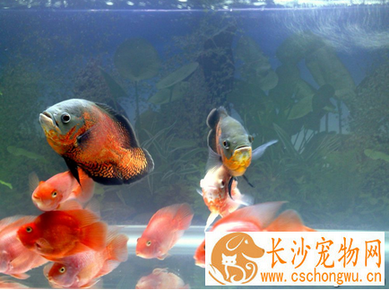 观赏鱼的生活习性有哪些 受气候食物水因子影响