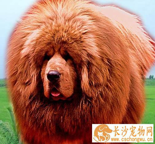寿命最长的狗 寿命最长的狗藏獒