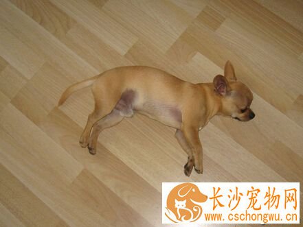吉娃娃寿命 大约在十五至十八年之间