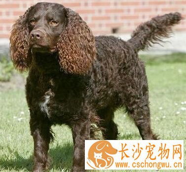 美国水猎犬的寿命 可以活上12年-15年