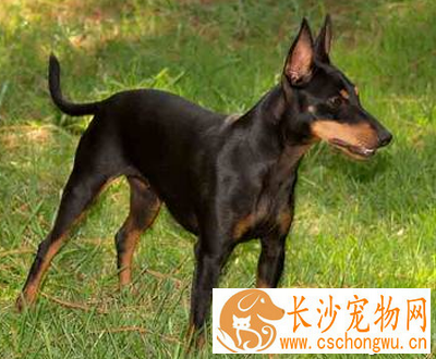 曼彻斯特梗的寿命 一般在15年左右