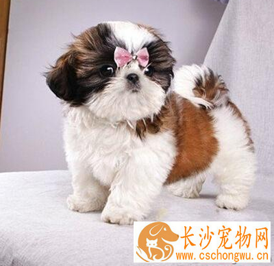 西施犬的寿命 一般寿命都在10年以上