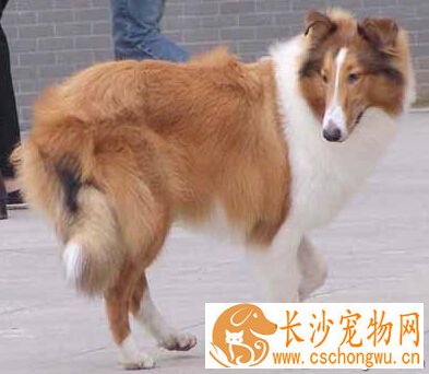  苏格兰牧羊犬的寿命 曾有苏牧犬活到34岁