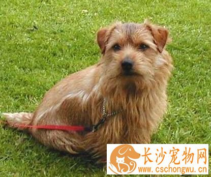 罗福梗的寿命 狗狗最多可以活上15年哦