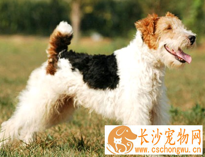 猎狐梗的寿命 该犬一般为13到14年