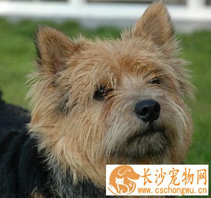 罗威士梗的寿命 最长的寿命能够活15年