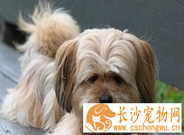 拉萨犬的寿命 寿命最长的拉萨犬可达20年