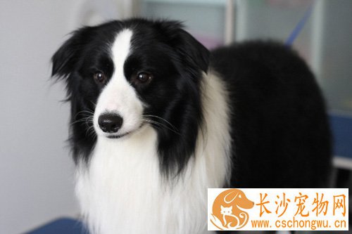 边境牧羊犬寿命 大致在14年左右