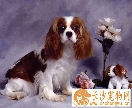 可卡犬的寿命 普遍在十一、二年左右