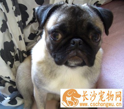 巴哥犬寿命 平均寿命一般在13-15岁左右