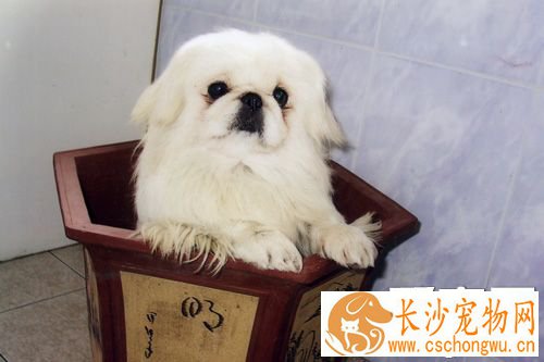 京巴狗的寿命有多长 饲养护理很重要