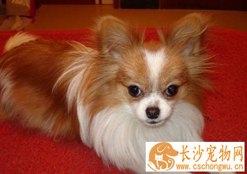 蝴蝶犬的寿命 提高寿命有方法