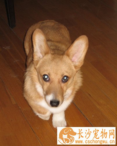 柯基犬的寿命有多长 怎样让狗狗延长寿命
