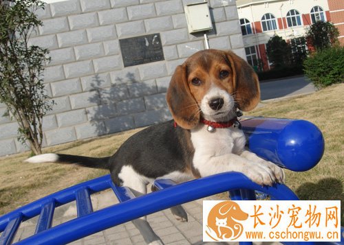 比格犬寿命 最受欢迎宠物狗前十位