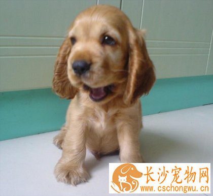 可卡狗能长多大 可卡犬是一种中小型的犬种