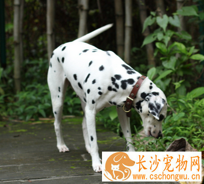 斑点狗能长多大 会长到50-61厘米左右