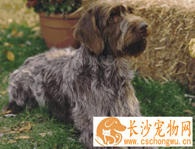 刚毛指示格里芬犬能长多大