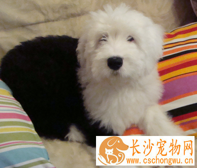 古代牧羊犬能长多大 该犬体型较大