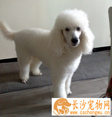 迷你贵宾犬能长多大 是一种忠实的犬种