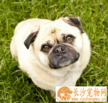 沙皮狗能长多大 该犬是属于中型犬