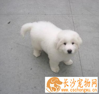 大白熊犬可以长多大 大白熊犬体型较大