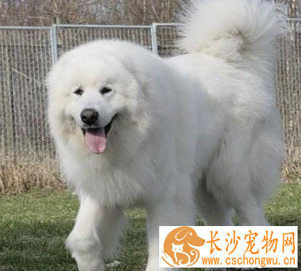 大白熊能长多大 具有强壮的体格