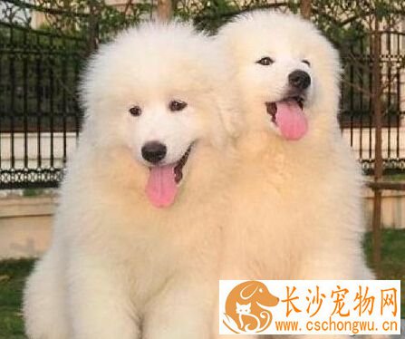 大白熊能长多大 大白熊并不是长得越大越好