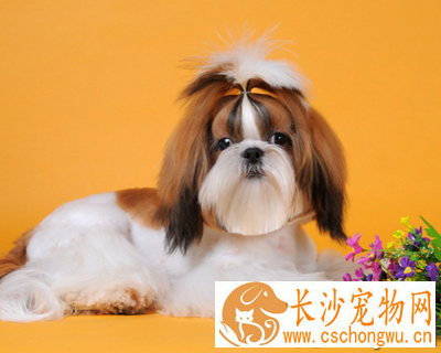 西施犬能长多大 该犬体型比较小