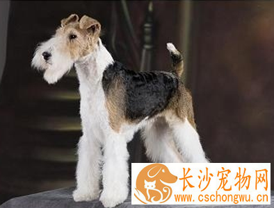 猎狐梗能长多大 肩高不超过15.5英寸