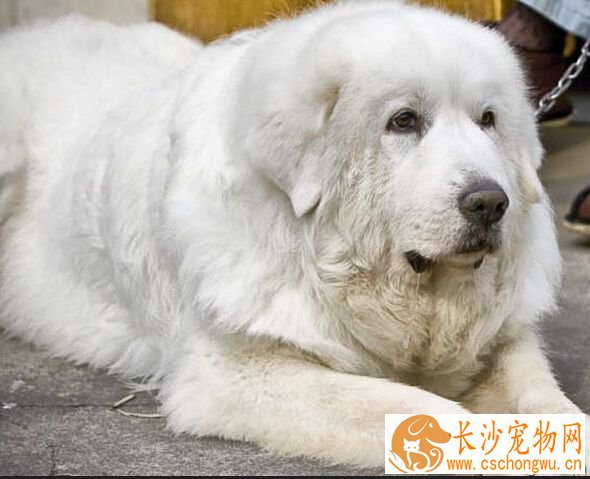 大白熊犬能长多大 英勇聪明的大型犬