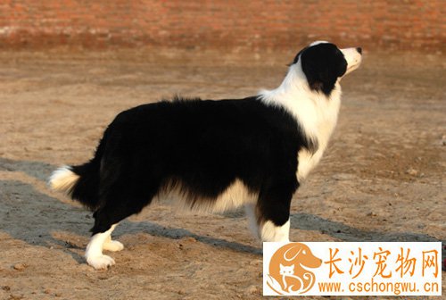边境牧羊犬能长多大 标准体重身长是什么