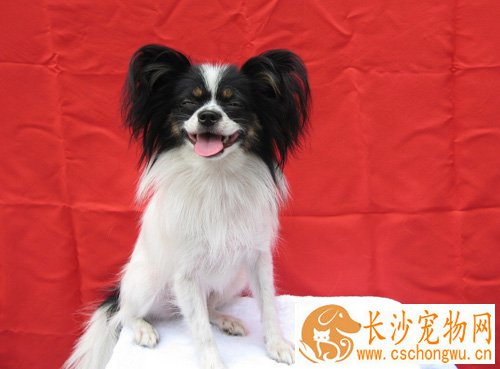 蝴蝶犬可以长多大 举止高雅不过度粘人