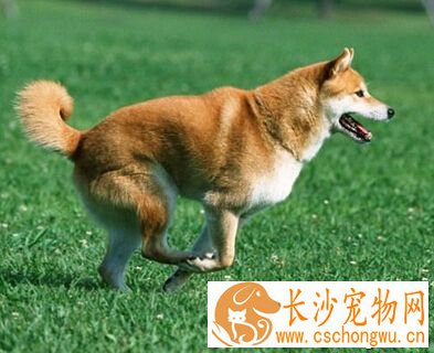 狗的习性 狗狗的视觉和味觉均比较差